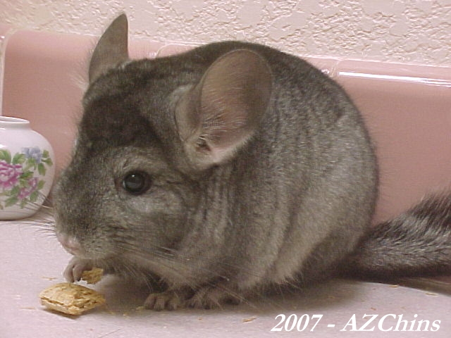 Kellia - Light Heterozygous Ebony Female