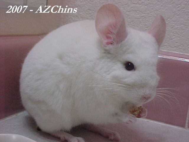 Kerry - Pink White Male