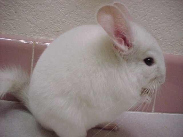 Kerwin - Pink White Male