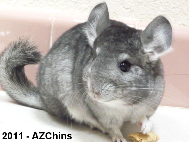 Kiwi II - Standard Grey Female