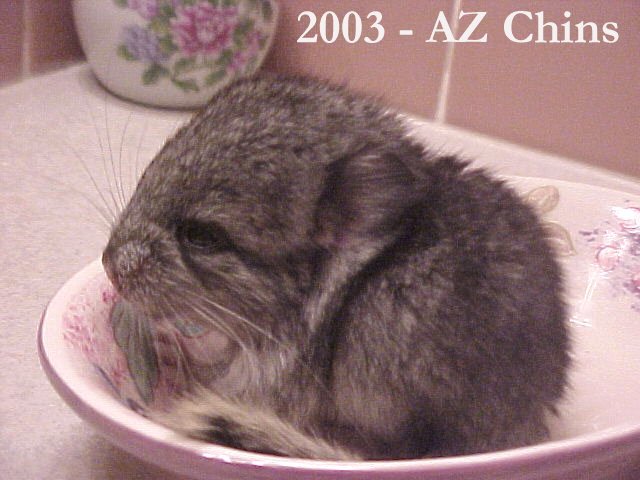 Kora - Standard Grey Female