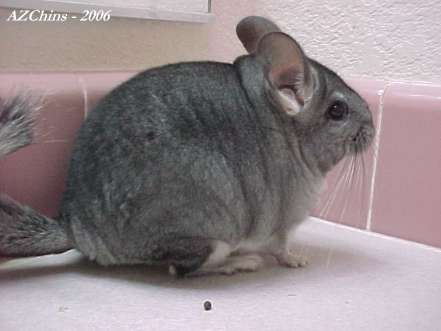 Kraig  - Standard Grey Male