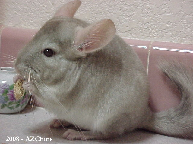Leeanne - Heterozygous Beige Female