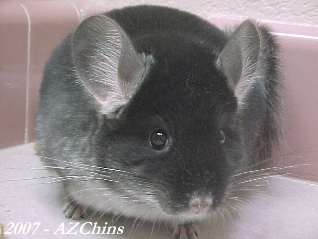 Leesa - Black Velvet Female