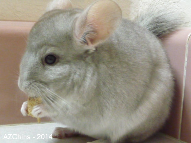 Lemm - Heterozygous Beige Male