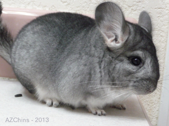 Leonardo - Standard Grey Male