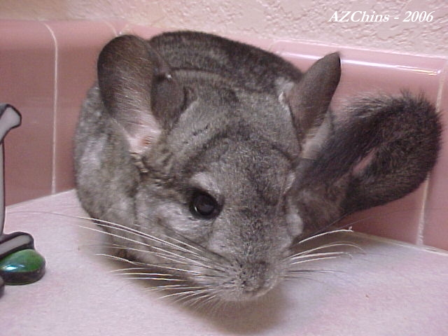 Lib - Standard Grey Female