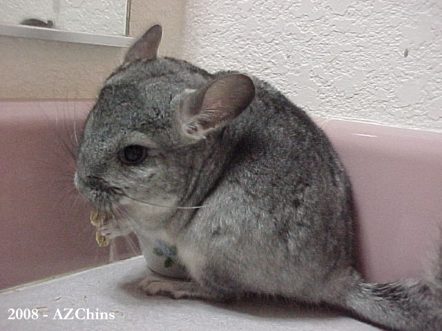 Libbi - Standard Grey Violet Carrier