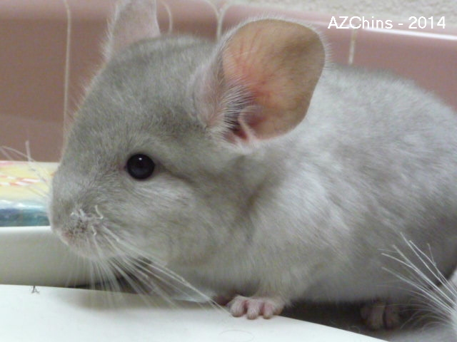 Lilly - Heterozygous Beige Female