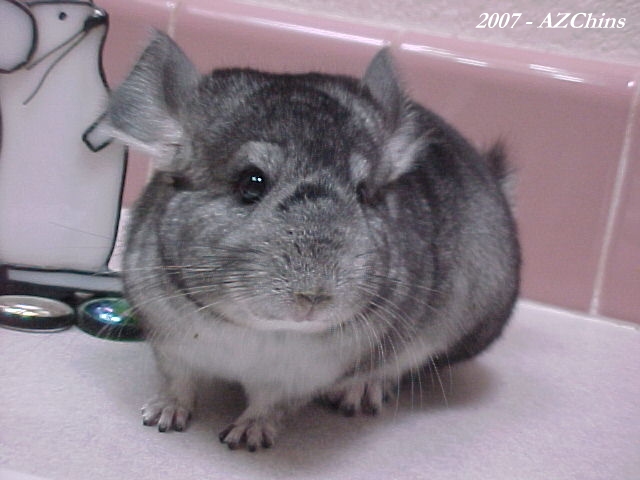 Lindie - Standard Grey Female