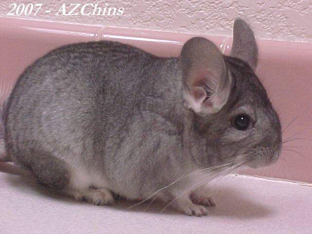 Linet - Standard Grey Female