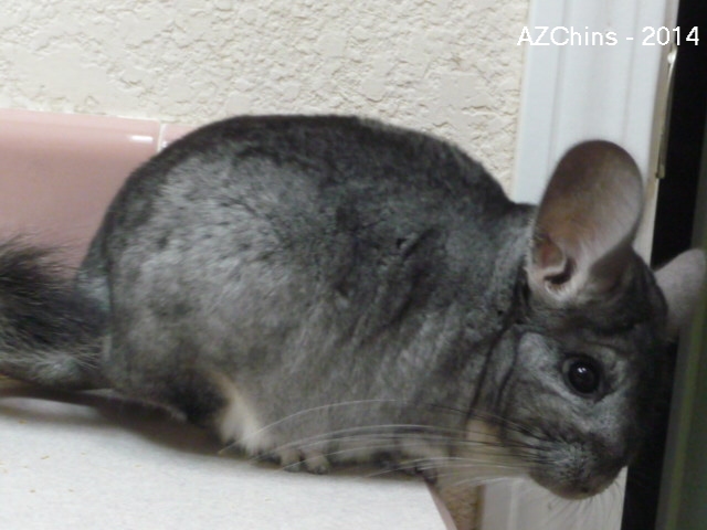 Lucinda - Standard Grey Female