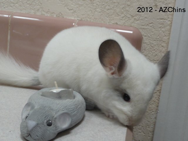 Lulu II - TOV Pink White Female