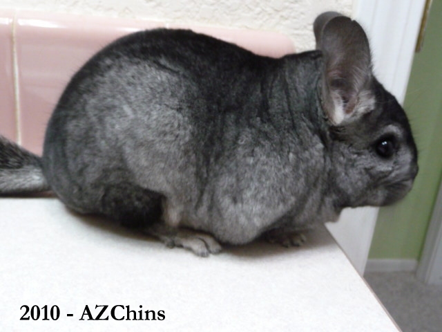 Lumi - Medium Ebony Male