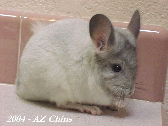 Luna - Silver Mosaic Female