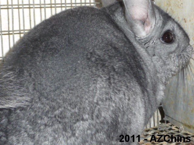 Lyda - Light Ebony Female