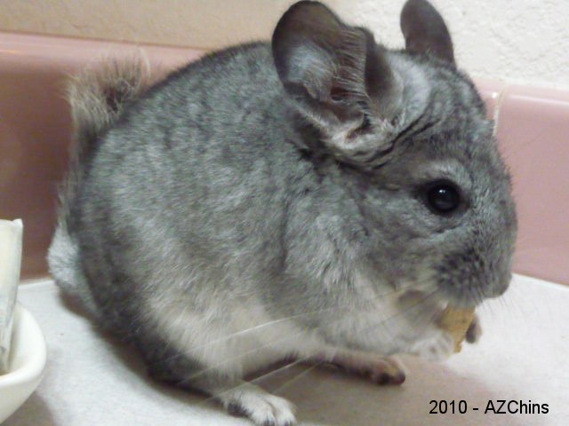 Lyrie - Standard Grey Female