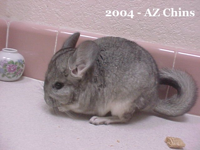 Malcolm - Standard Grey Male