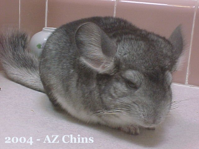 Marcia - Standard Grey Female