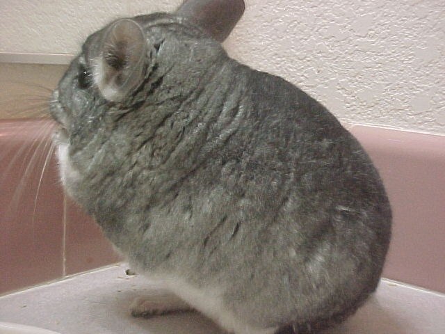 Margot - Standard Grey Female
