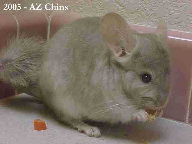 Marita - Heterozygous Beige Female