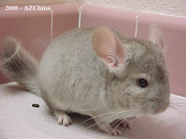 Markos - Heterozygous Beige Male