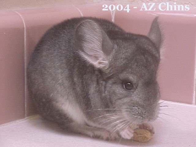 Marla - Standard Grey Female