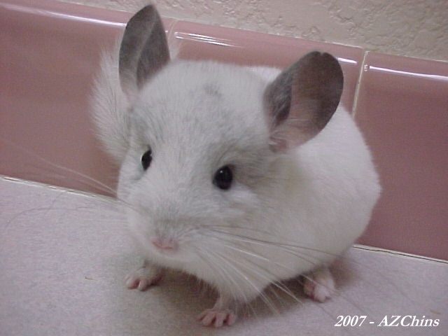 Mary - Silver Mosaic Female