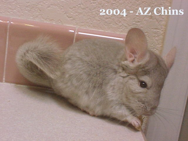 Mason - Heterozygous Beige Male