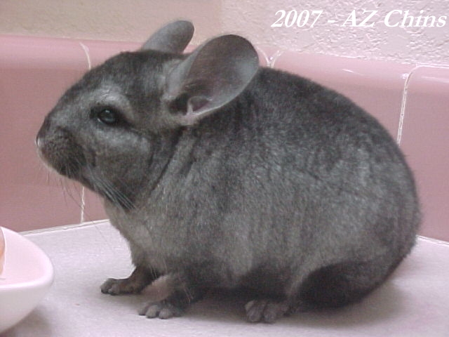 Meadow - Heterozygous Ebony Female