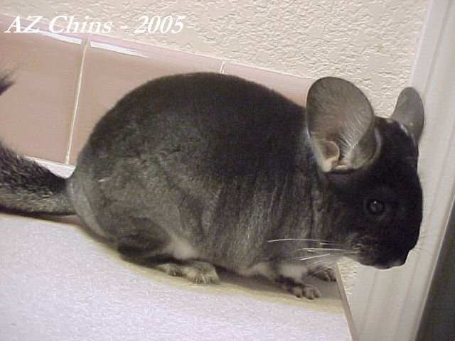 Meega - Black Velvet Female