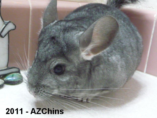 Merci - Standard Grey Female