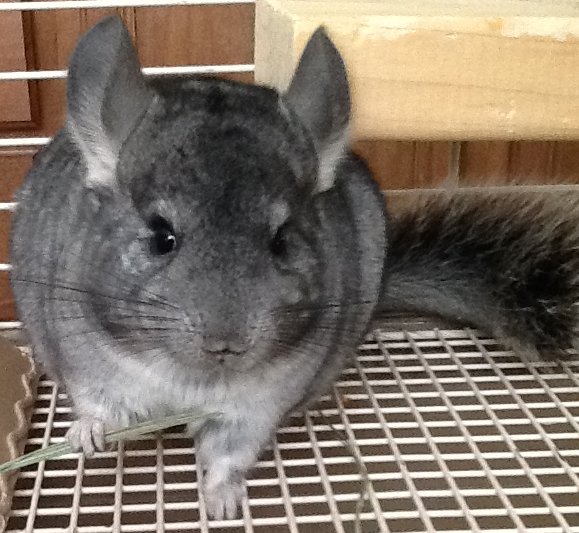 Merida - Standard Grey Female