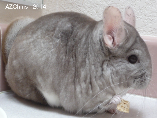 Merrie - Heterozygous Beige Female