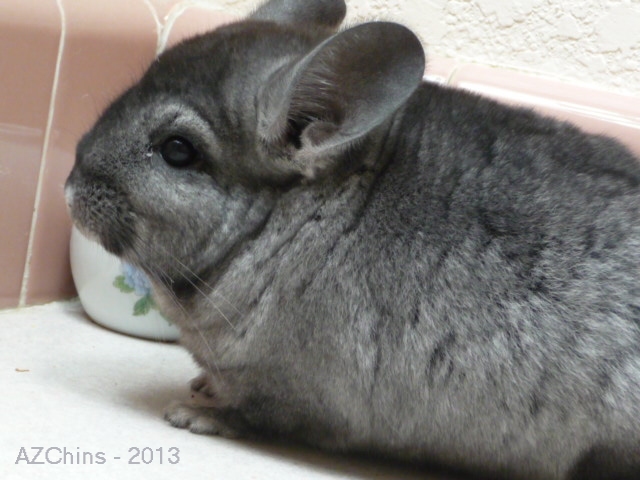 Mickey - Medium Ebony Male