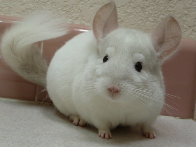 Mighty - Pink White Male