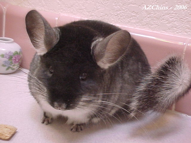 Mimmie - Black Velvet Female