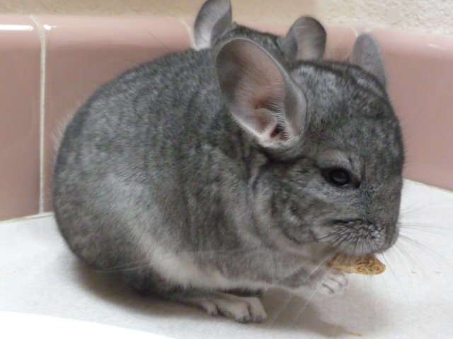 Minuet - Standard Grey Female