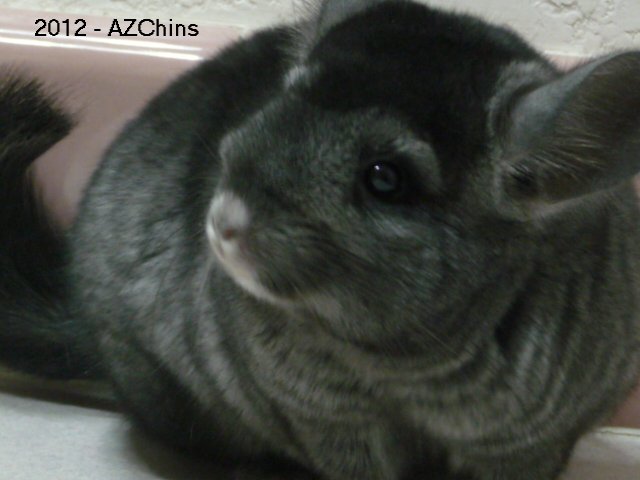 Mirabella - Medium/Dark Ebony Female