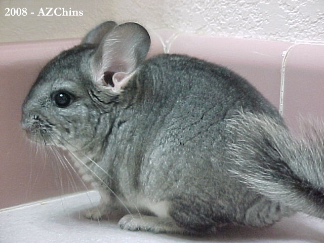 Mitzi - Standard Grey Female