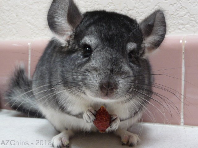 Mobie - Standard Grey Male