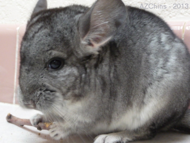Mortie - Standard Grey Violet Carrier Male