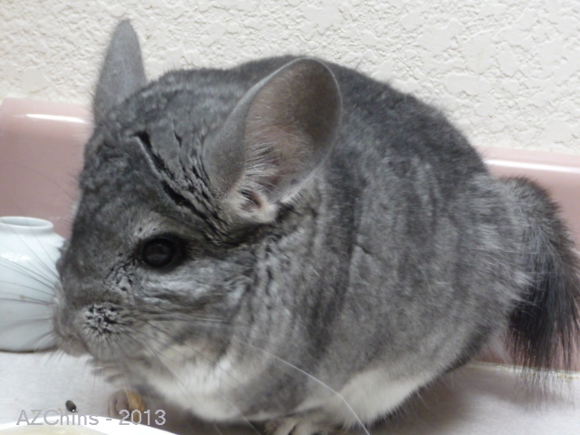 Muncher - Standard Grey Male