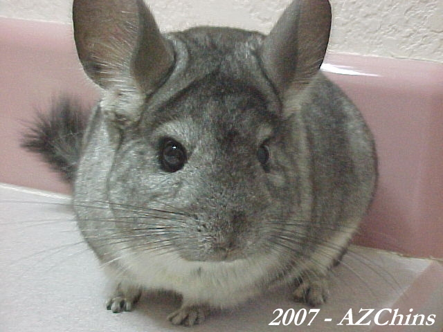 Murielle - Standard Grey Female