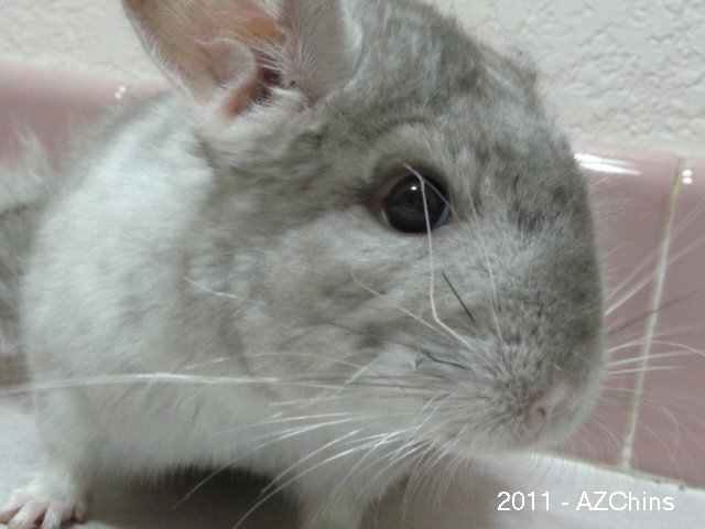 Murmor - Heterozygous Beige Male