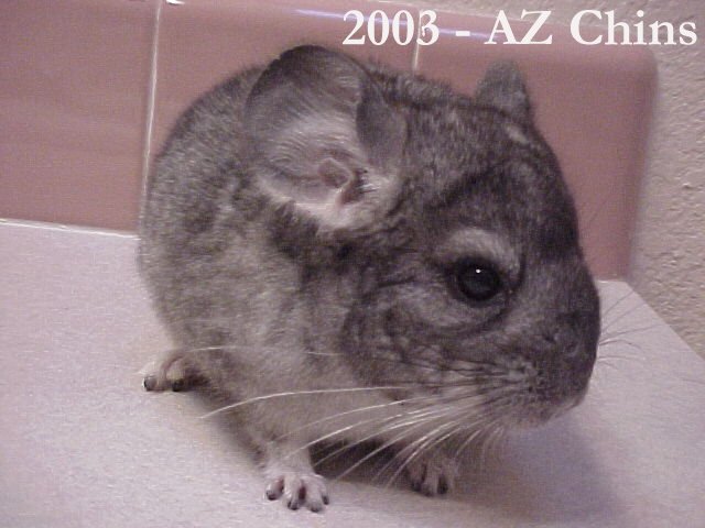 Elroy - Standard Grey Male