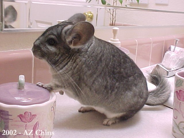 Krista - Standard Grey Female