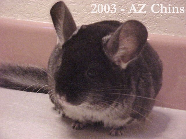 Nina - Black Velvet Female