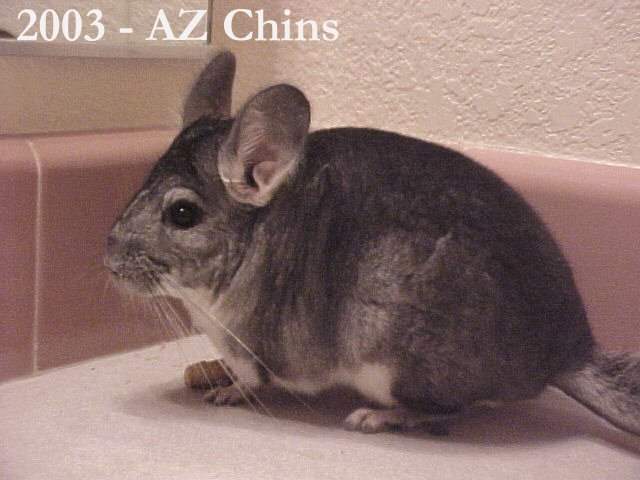 Peter - Standard Grey Male