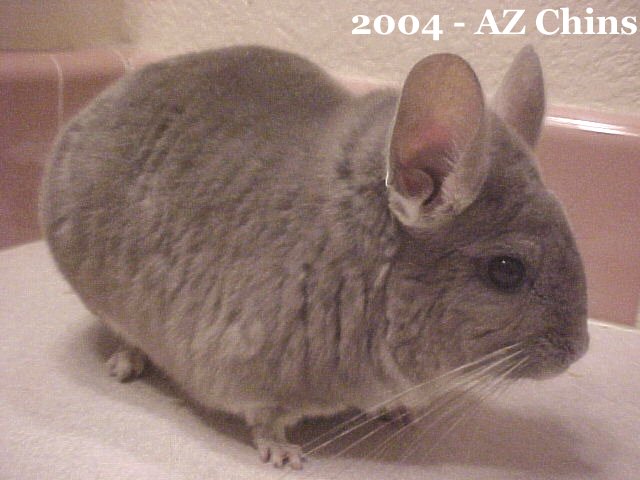 Lizzie - Violet Female